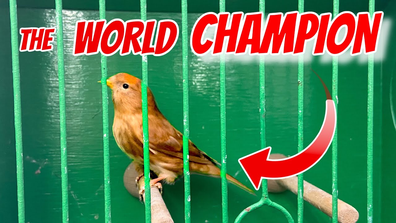 The World CHAMPION Redpoll?! | +  More New Birds