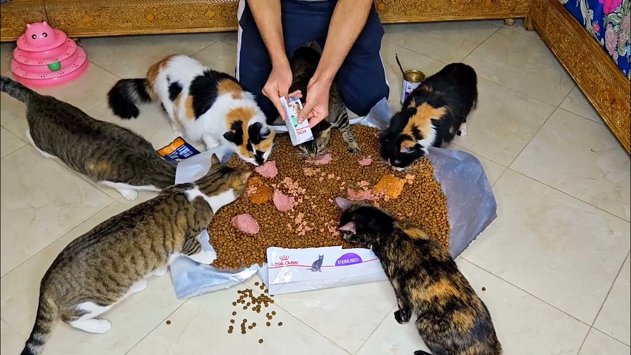 Rescued cats gathered around me and eating delicious cat food so happy together