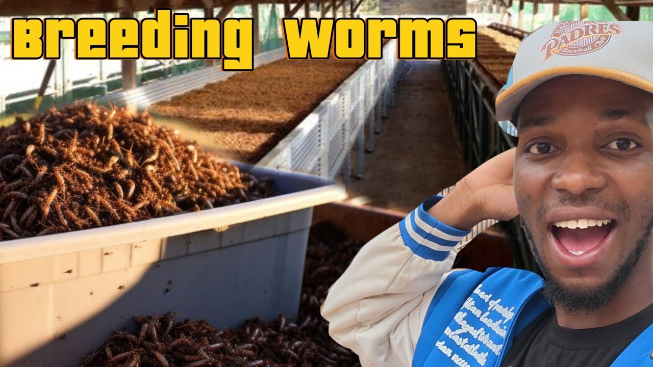 Turning Waste into Gold: Vermi Manure Farming in Zimbabwe.