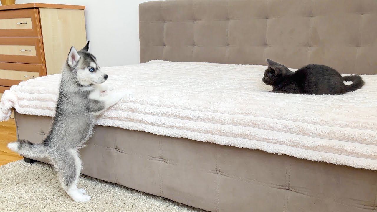 Husky Puppy Meets Kitten For The First Time