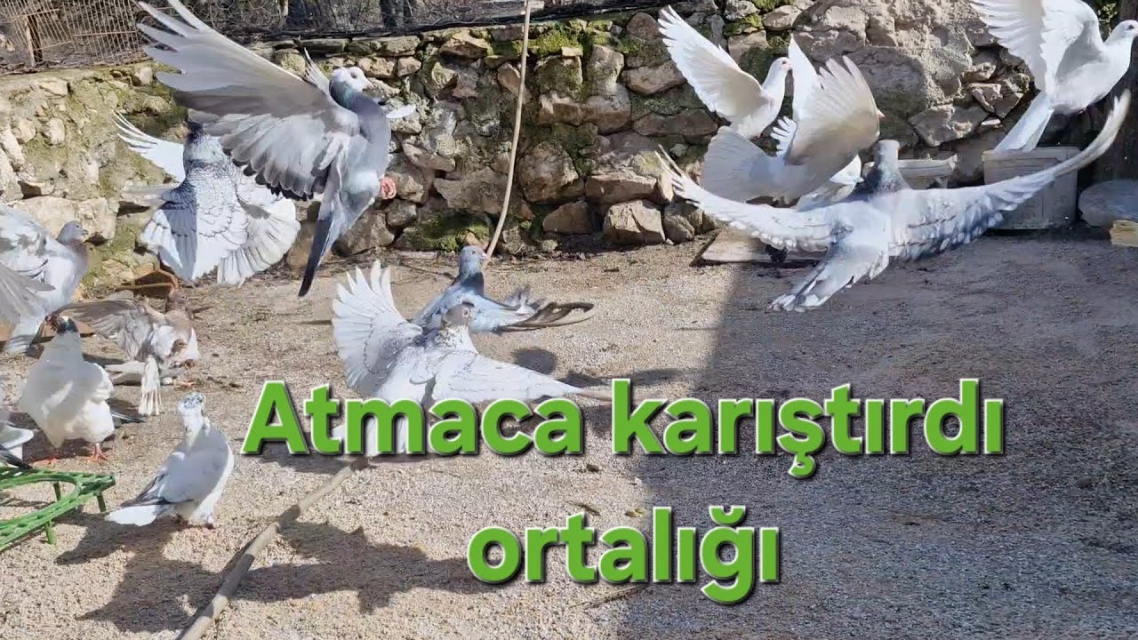 ATMACA TEĞET GEÇTİ