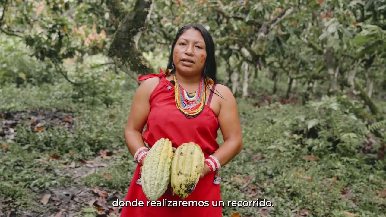 CACAO DE CALIDAD QUE NACE DEL TRABAJO COOPERATIVO