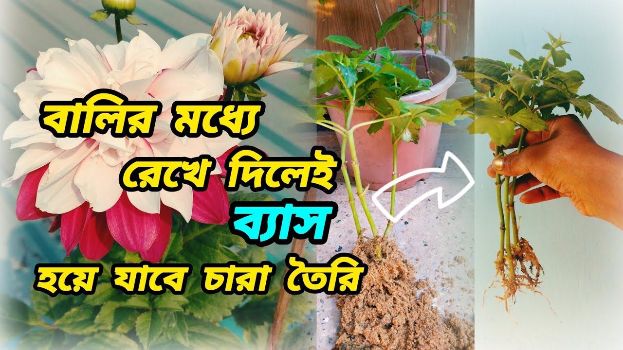 শুধু বালির মধ্যে বসিয়ে দিলেই খুব সহজেই চারা তৈরি হয়ে যাবে 🌱#ডালিয়ার_চারা_তৈরি_পদ্ধতি#খুব_সুন্দর