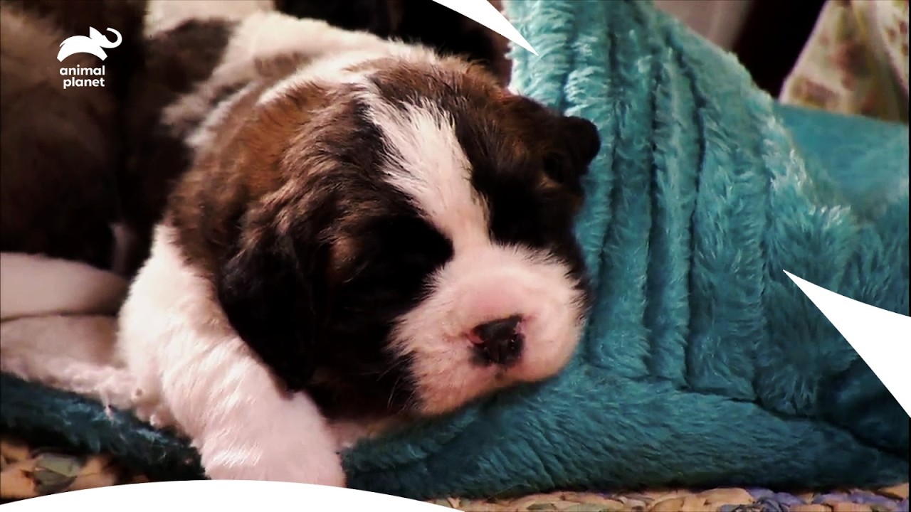 Cutest Saint Bernard Puppies Learning to Stand, and Exploring World | Too Cute | Animal Planet