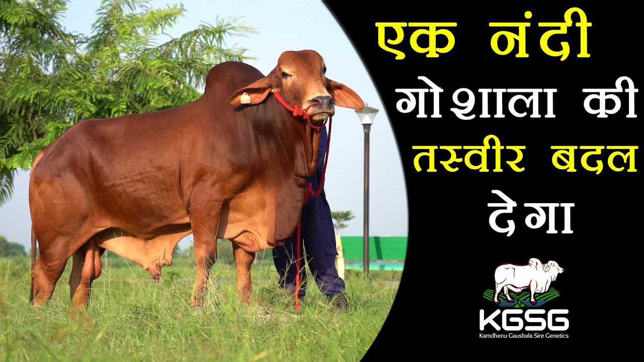 मात्र एक नंदी गौशाला की तस्वीर बदल देगा | Top Sahiwal Bulls | Sahiwal Cow |