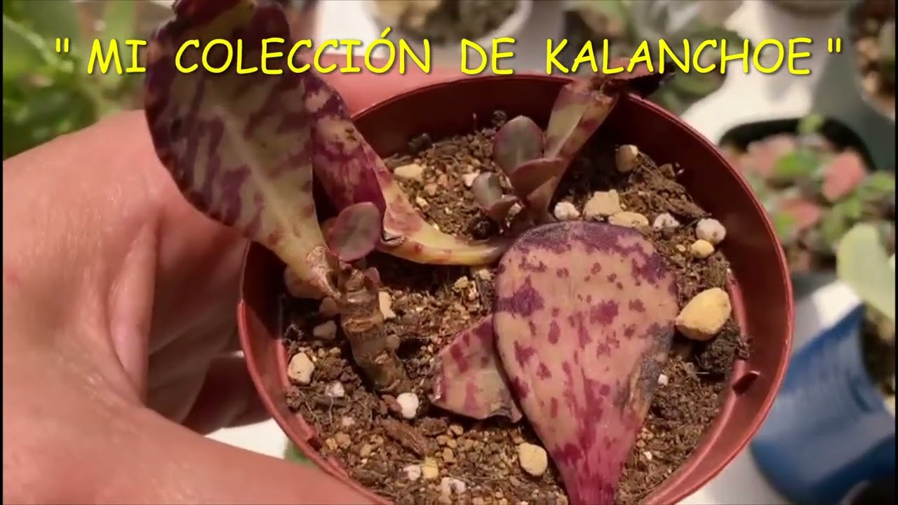 #53 MI COLECCIÓN DE KALANCHOE