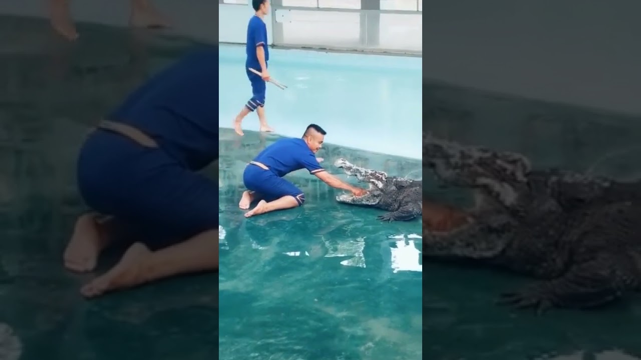 Man Vs Crocodile | Crocodile Attack In Public 