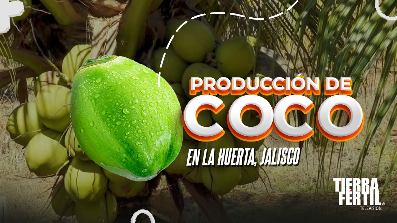 🥥 ¡El coco jalisciense que está conquistando el mundo! 🇲🇽