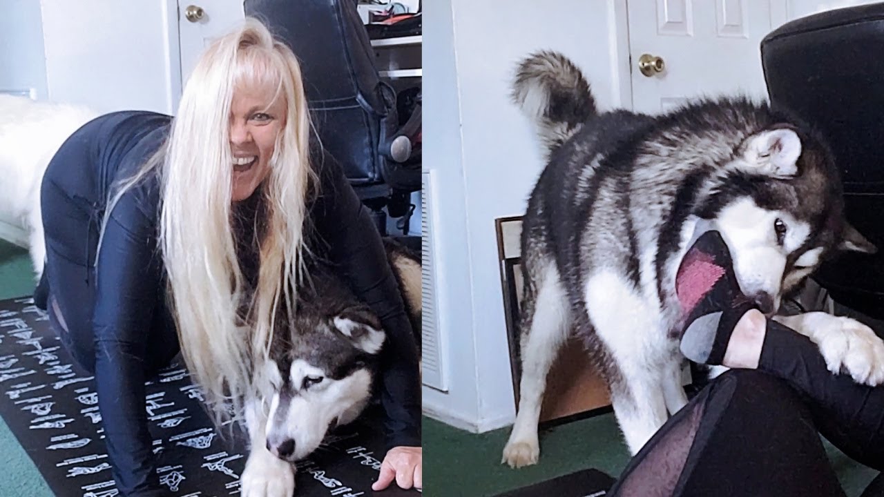 Funny Dog Yoga With My Personal Trainers! Malamute Takes My Socks Off