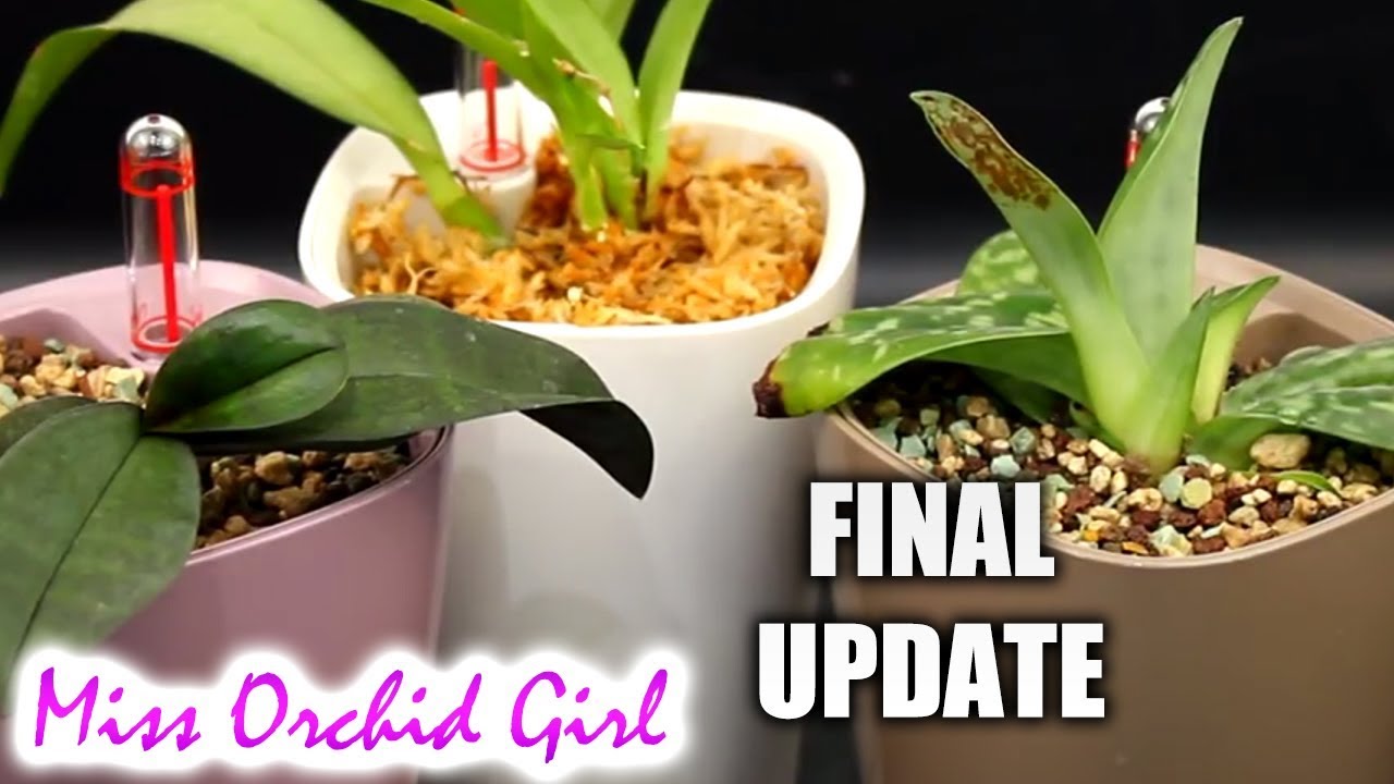 Lechuza self watering pots with Orchids and different media - Conclusions