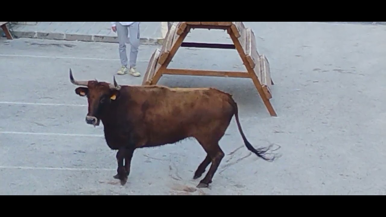 Festejos populares en pedreguer alicante ganadería coves 