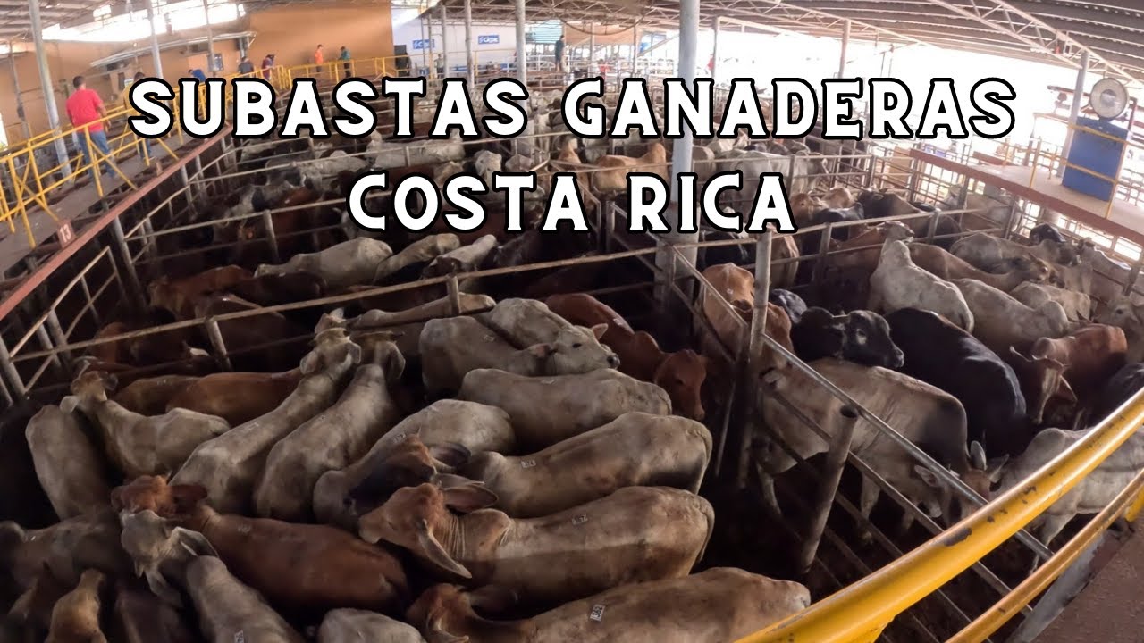 ¡ASÍ es una SUBASTA GANADERA en Costa Rica!