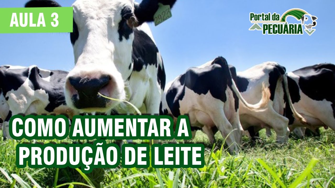 Como aumentar a produção de leite - Aula 3