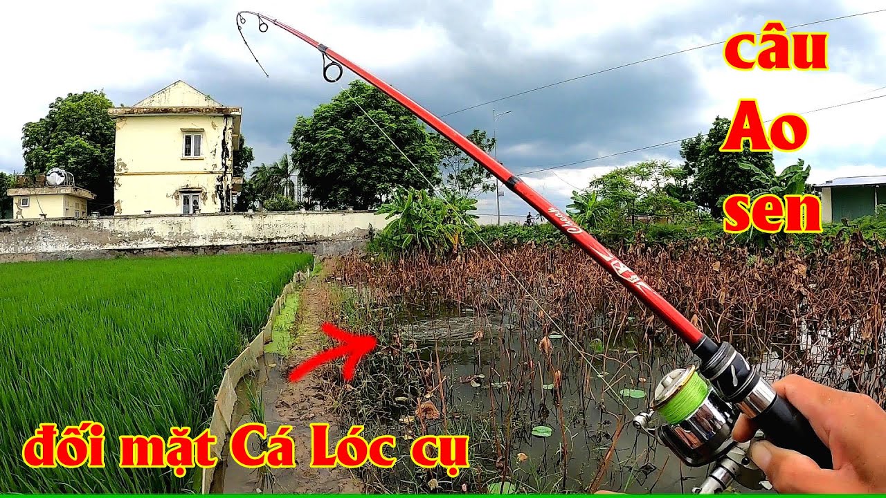 C&acirc;u lure C&aacute; L&oacute;c ở Ao sen hoang, bất ngờ đối mặt C&aacute; L&oacute;c cụ
