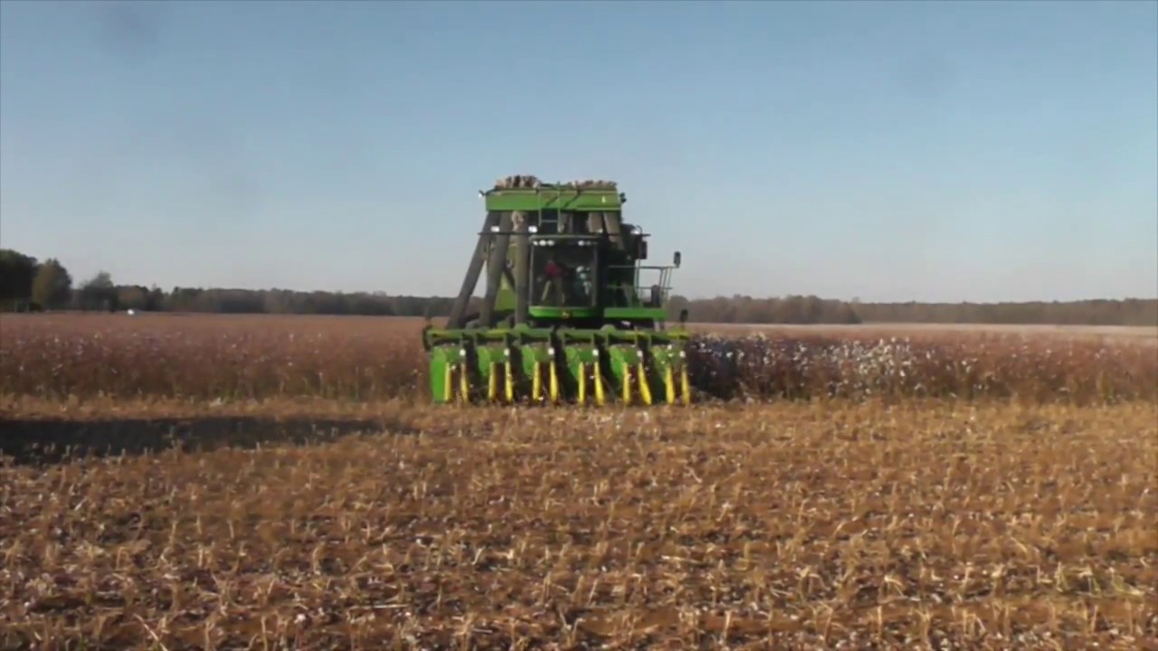 How cotton goes from field to gin