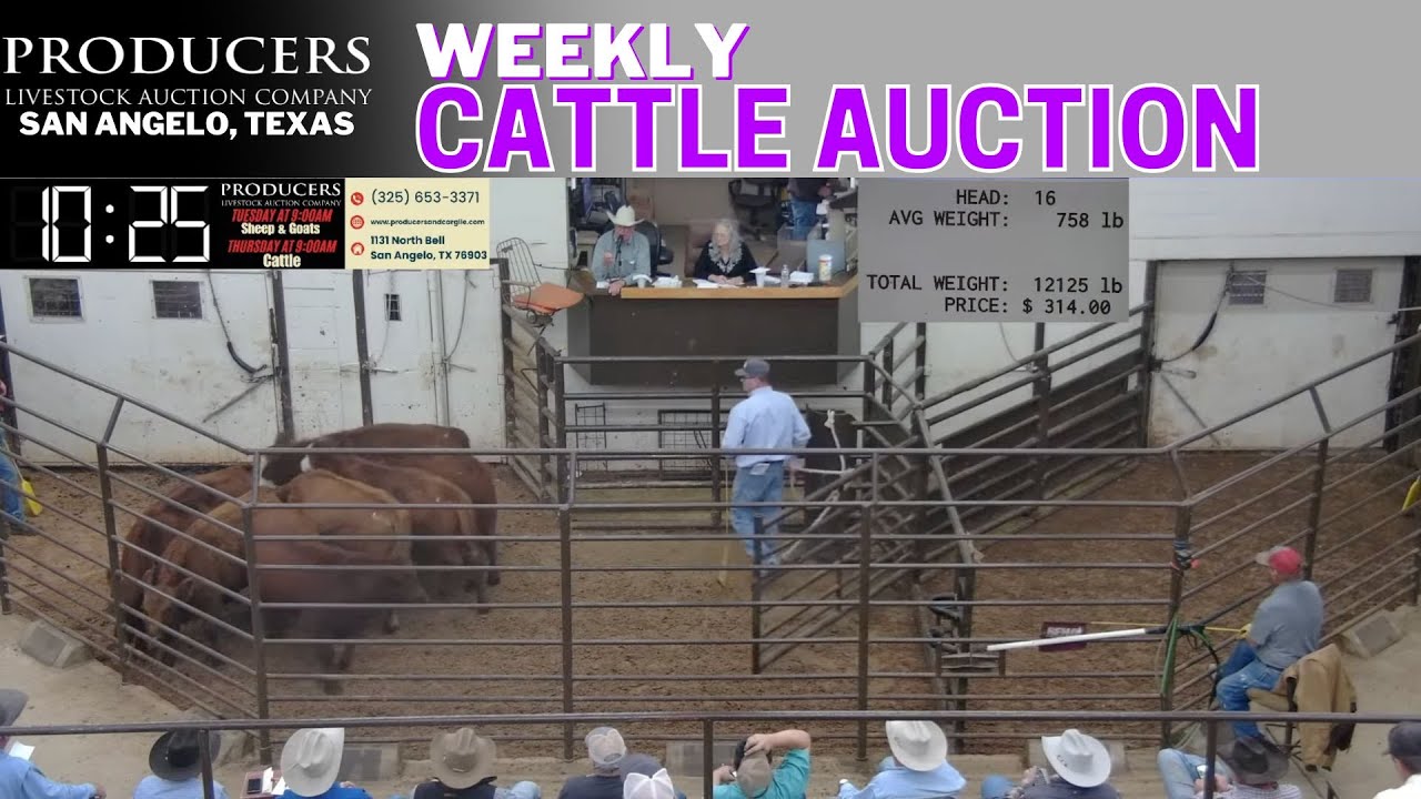 Texas Cattle Auction LIVE | San Angelo Feeder, Cow & Pair Market | Dec 4, 2025