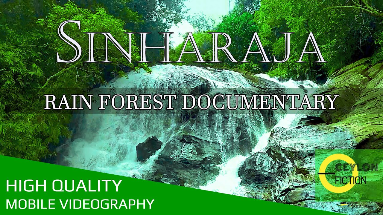 Environmental Documentary | Sinharaja Rain Forest 🇱🇰 Sri Lanka | Mobile videography 📱