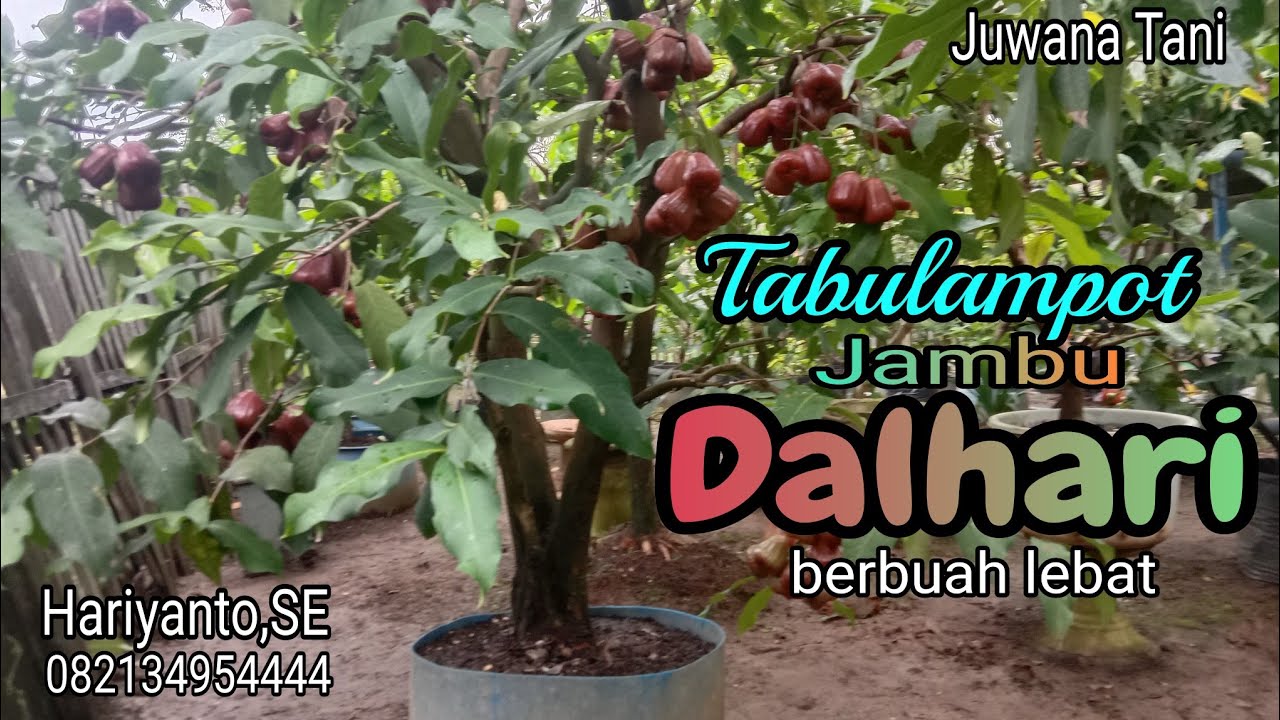 Cara merawat jambu Dalhari agar buahnya lebat,besar-besar dan manis