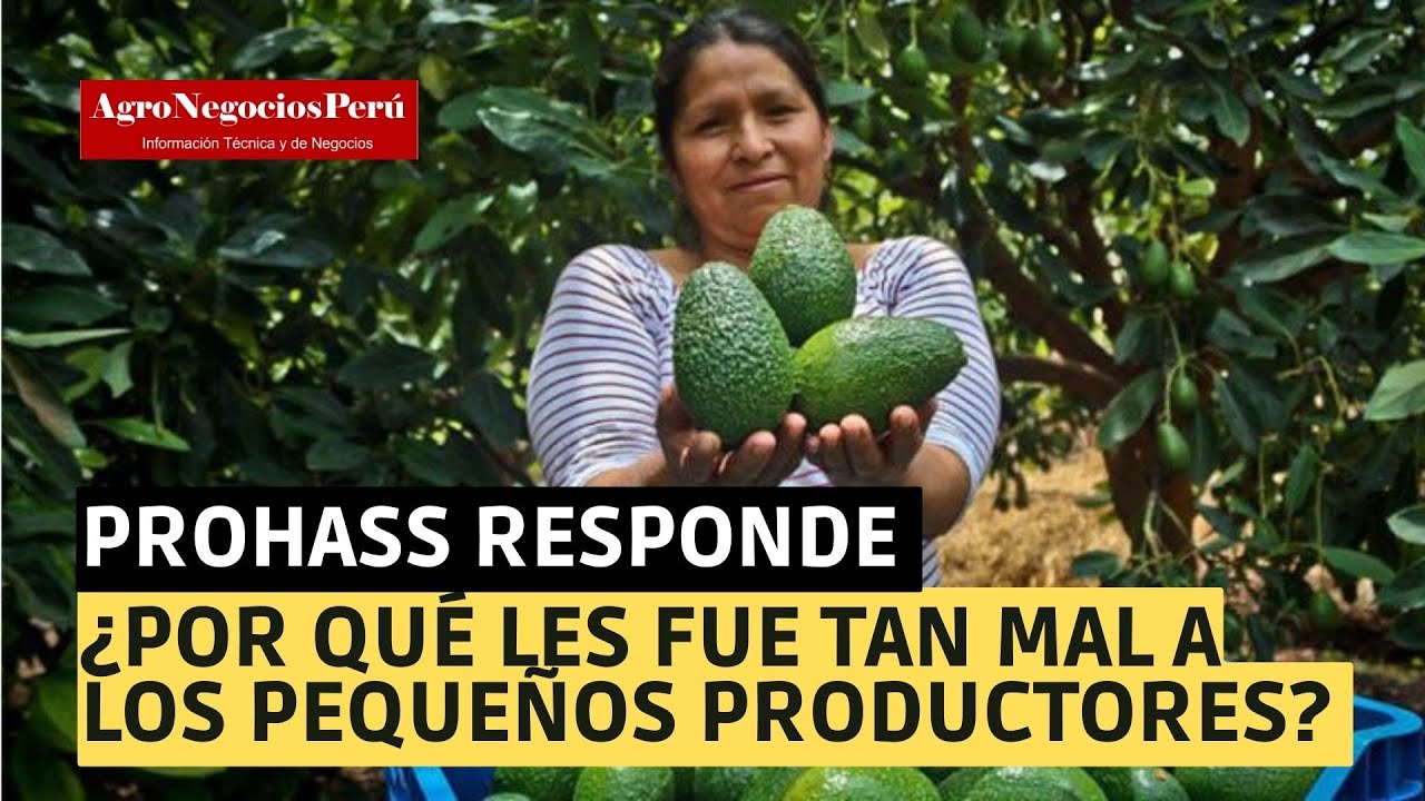 Prohass explica por qué les fue tan mal este año a los pequeños productores peruanos de palta hass