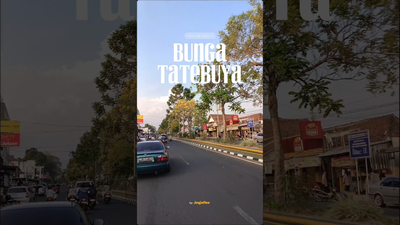 Bunga Tatebuya yang Viral di Bantul Kota #tatebuya #bunga #eventjogja
