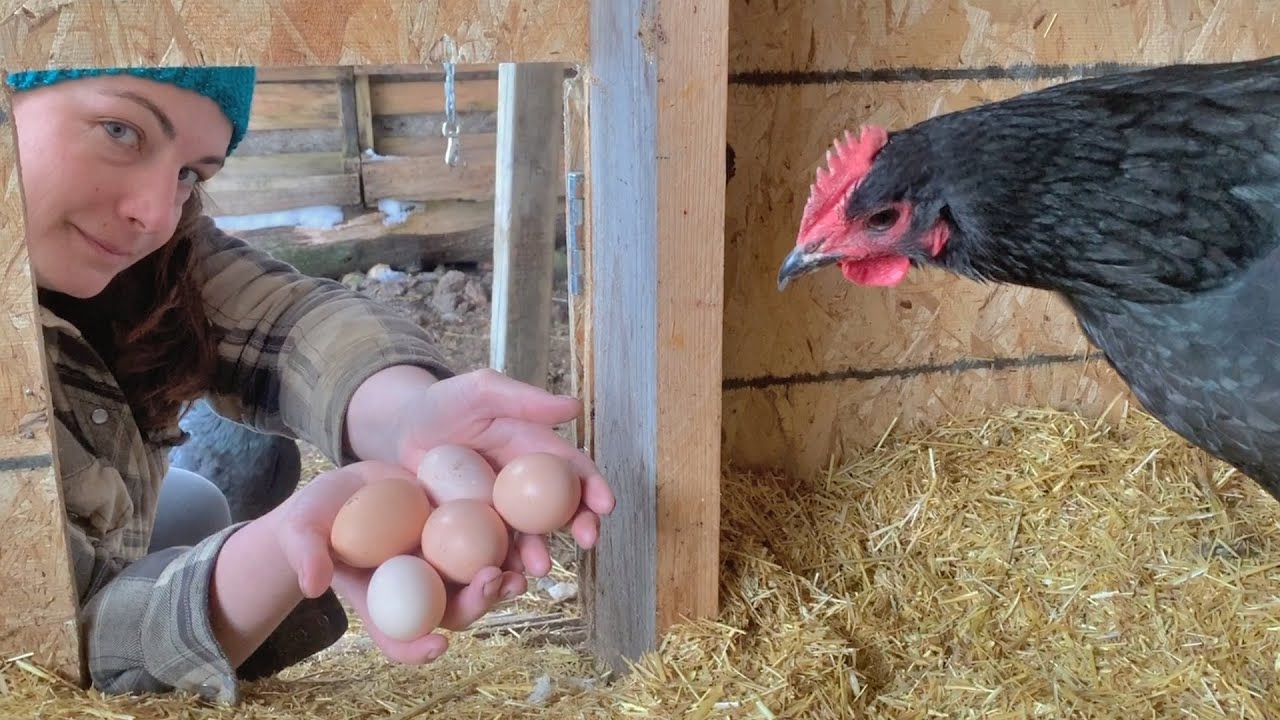 How We Built Our Northern Chicken Coop & Using The Deep Litter Compost Method