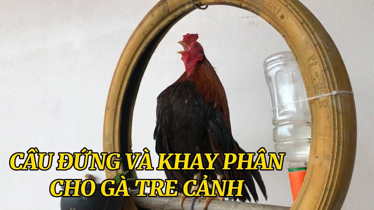 Bí kíp làm cầu đứng và khay đựng phân thẩm mỹ cho Tre