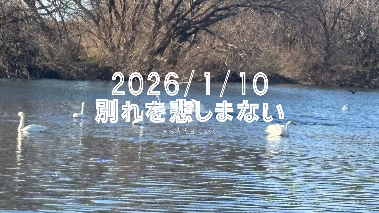 2026/01/10 リーディングメッセージ　別れを悲しまない　#オラクルカード  #占い 