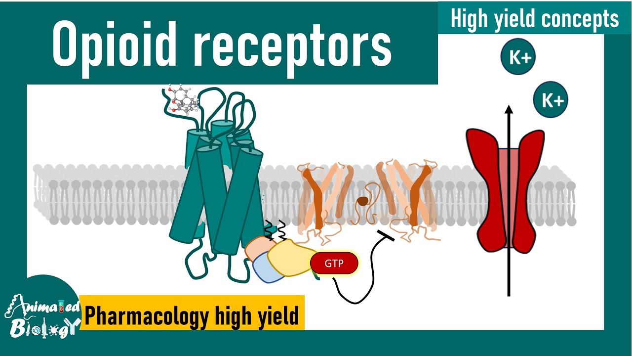 Opioid receptors | How opioid receptors work? | Pharmacology