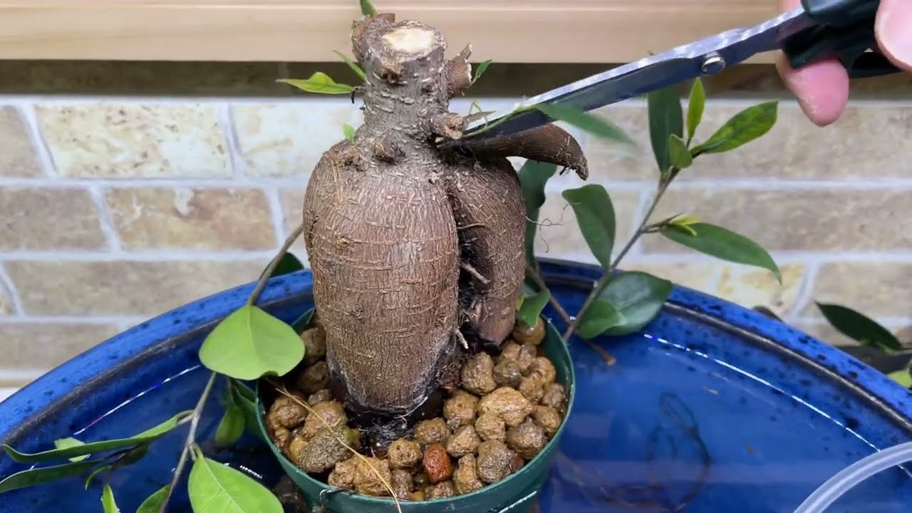 【How to 実演】様々な「ガジュマル」を自分好みに「剪定」してみよう‼️☀️