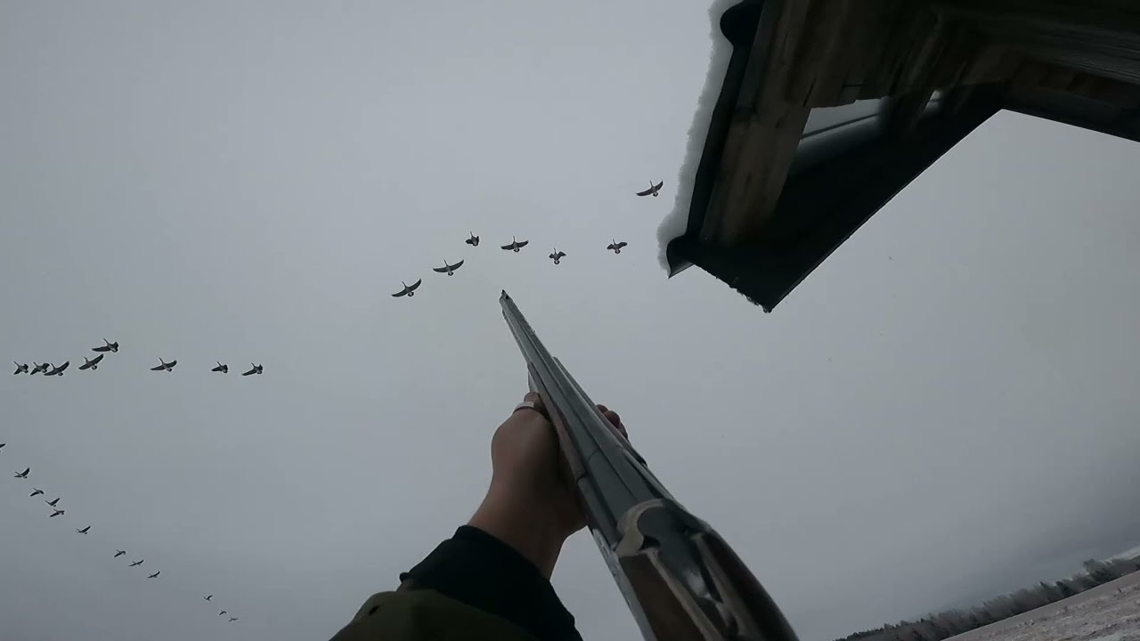 G&aring;sjakt - Goose hunting - Hanhen mets&auml;stys | Sweden 2023