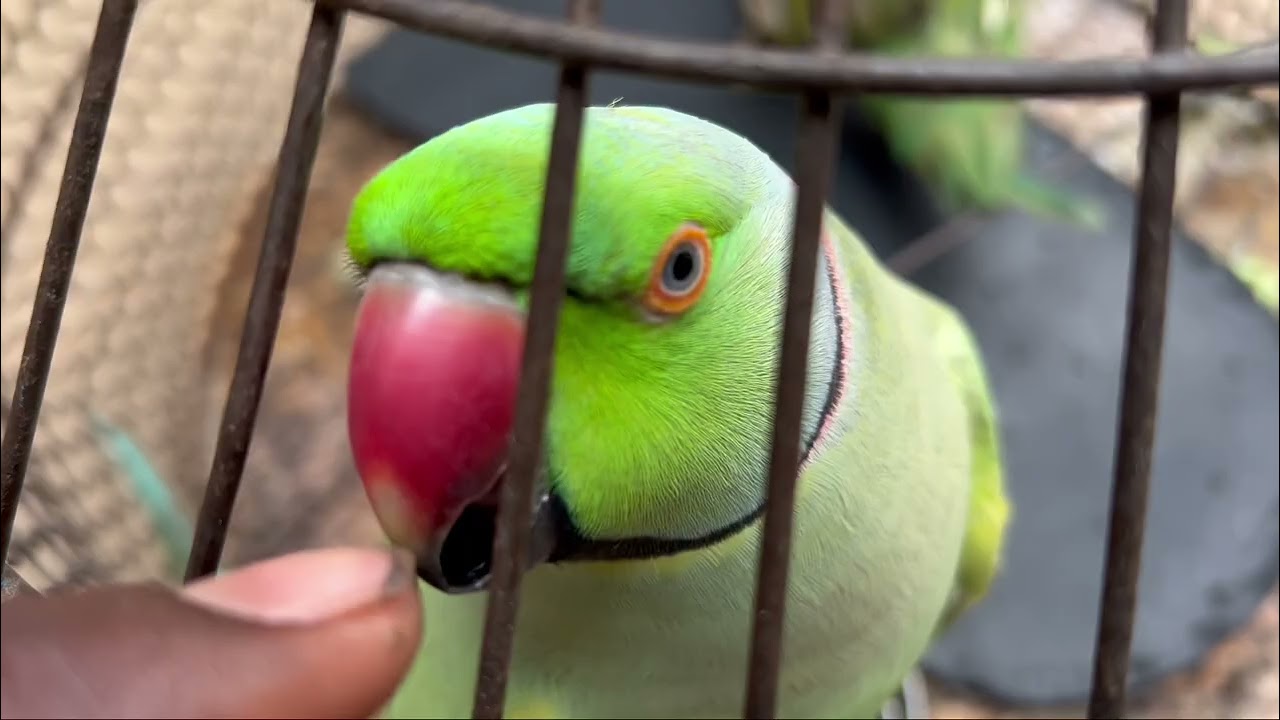  🦜💕✌️day 33./100 Parde video✌️ #teamfx #viralvideo #mitthu#parrot