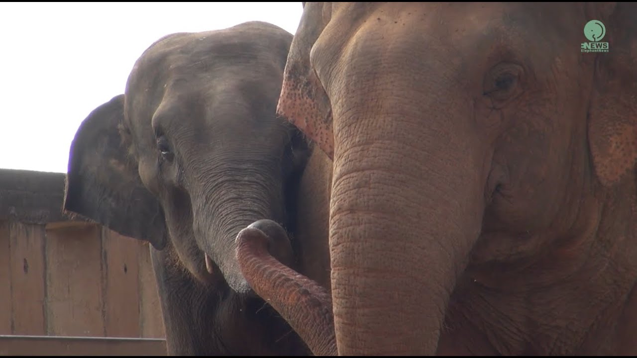 NamThip and Mintra: A Developing Bond - ElephantNews
