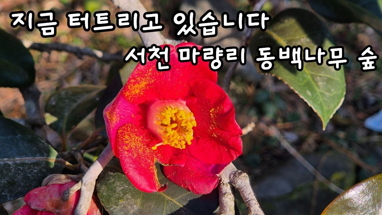 서천 마량리 동백나무 숲#travel