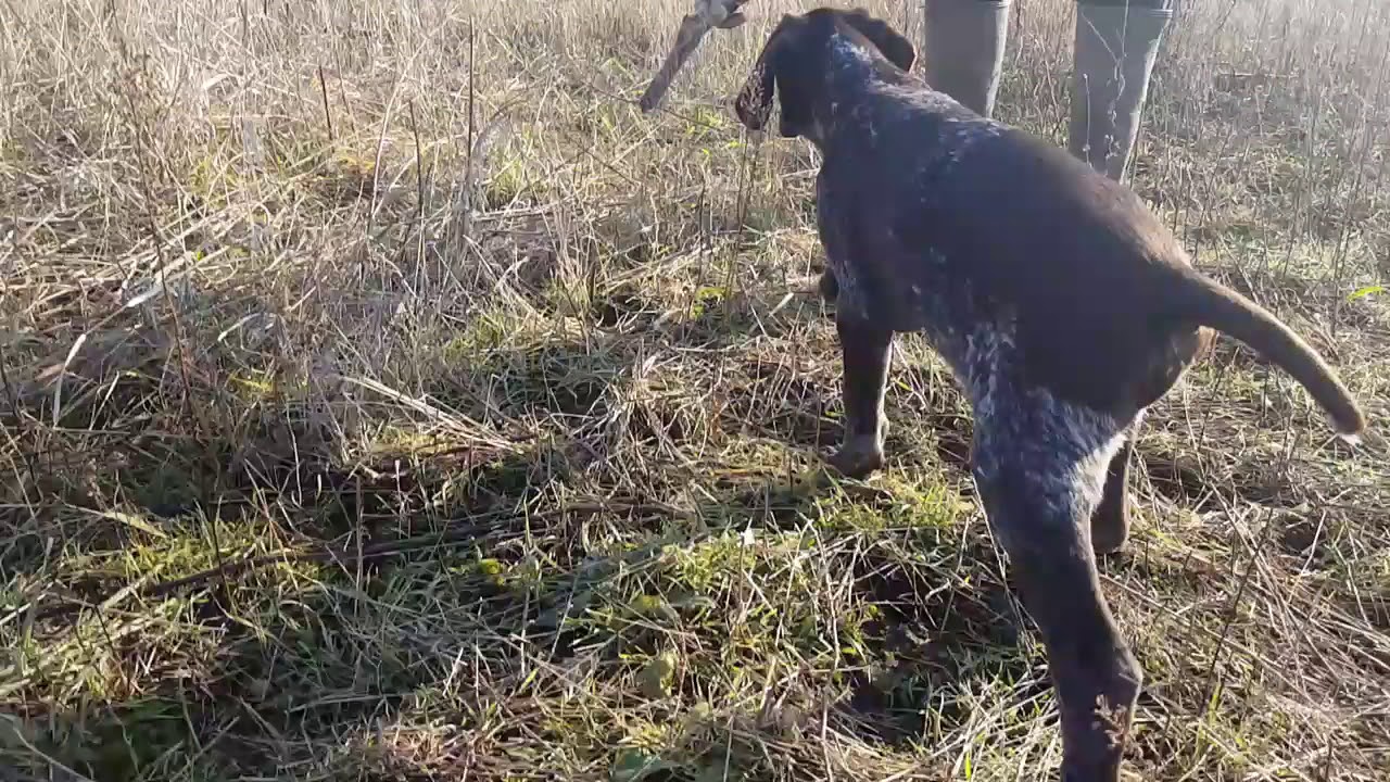 Német Vizsla kölykök (12 hetesek)