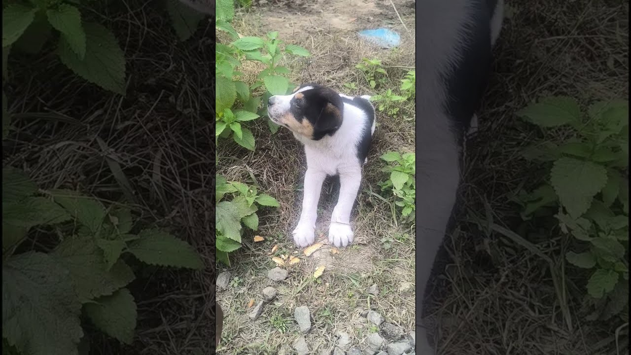 Doggy 🐕 Bhai 