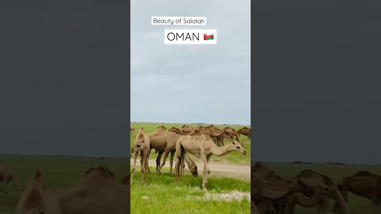 Winter Paradise of Oman 🇴🇲 | SALALAH TOUR | Holiday Time #shorts #trendingshorts