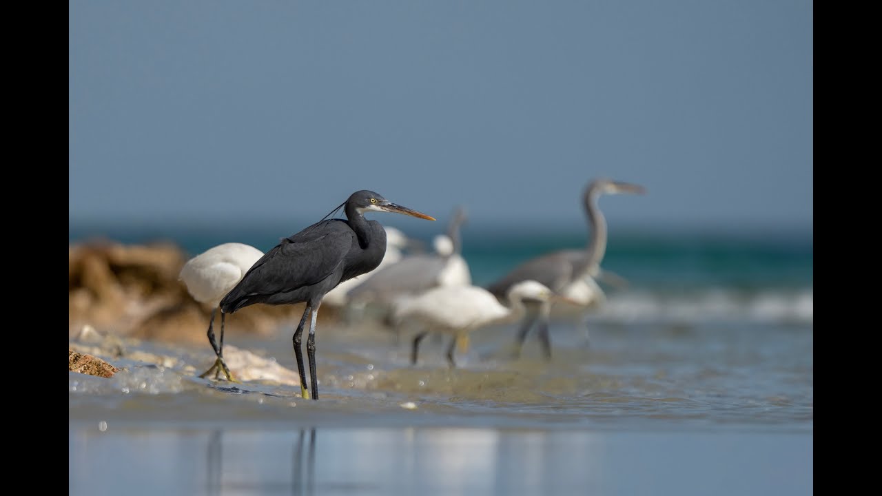Les oiseaux de mer 