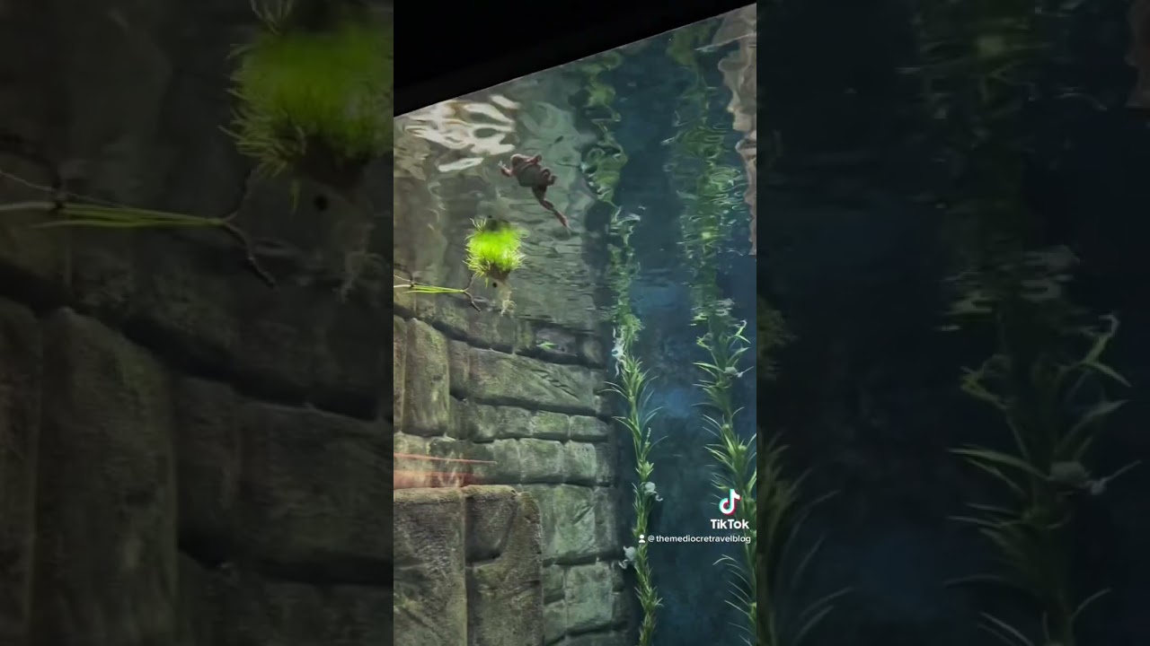 #frog