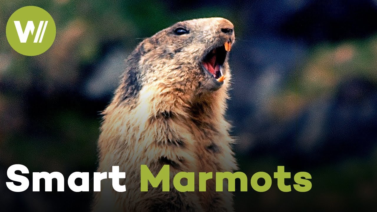 Marmot pups play outside their burrow for the first time and flee from a golden eagle attack