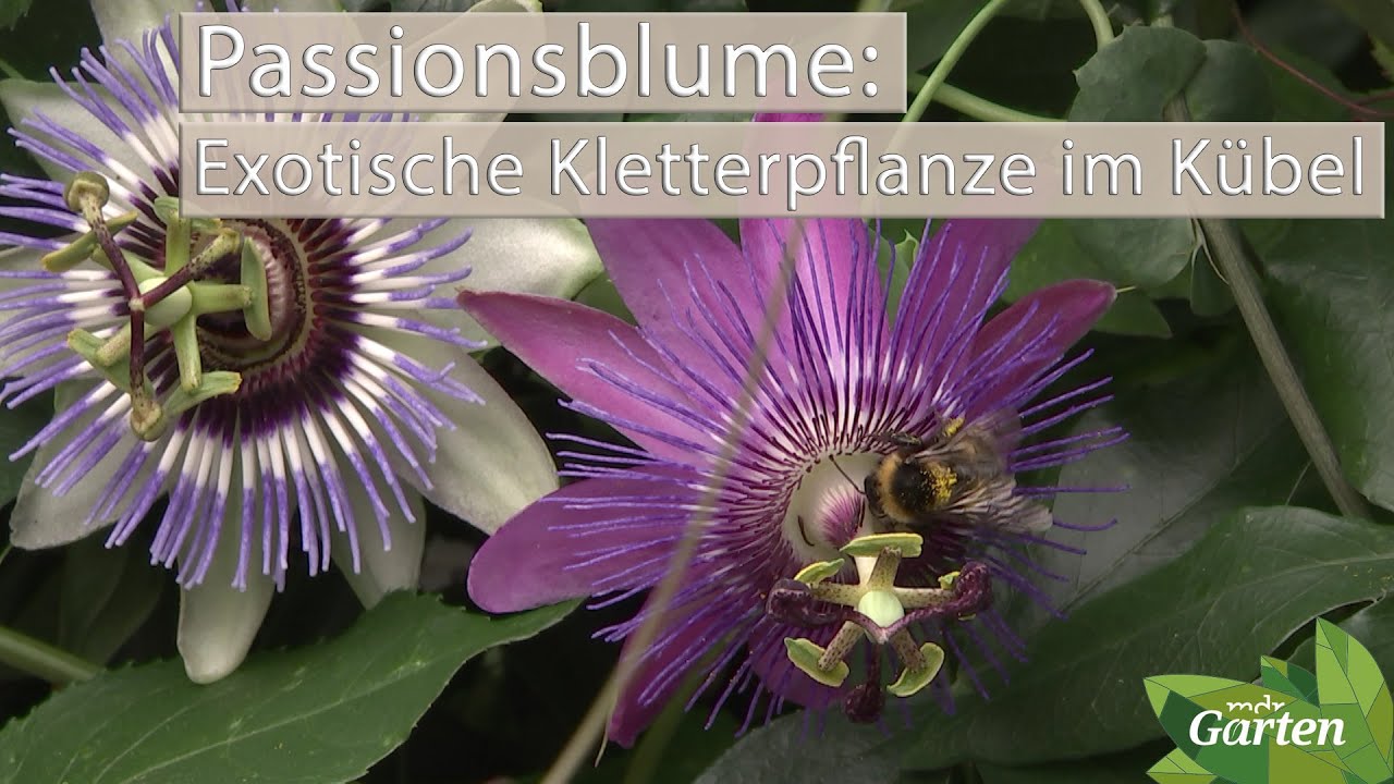 Passionsblumen: Diese Kletterpflanzen sorgen für Urlaubsstimmung | MDR