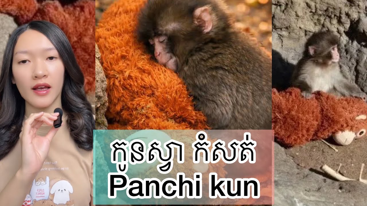 កូនស្វា កំសត់ Panchi-kun - Panchi-kun little monkey went viral in Japan