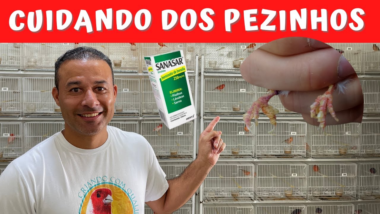 TIRANDO AS CASQUINHAS DOS PÉS DOS CANÁRIOS ANTES DA REPRODUÇÃO