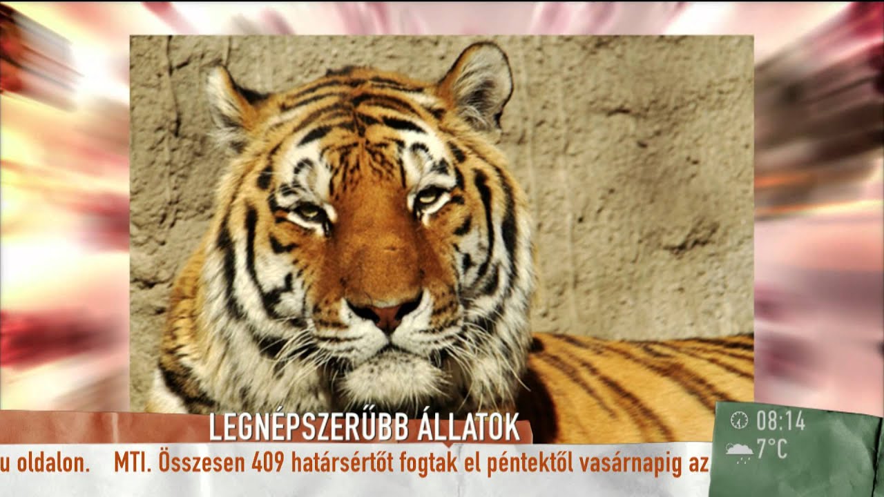 Koala, zsiráf és tigris az állatkert legnépszerűbb lakói közt - 2016.03.07. - tv2.hu/mokka