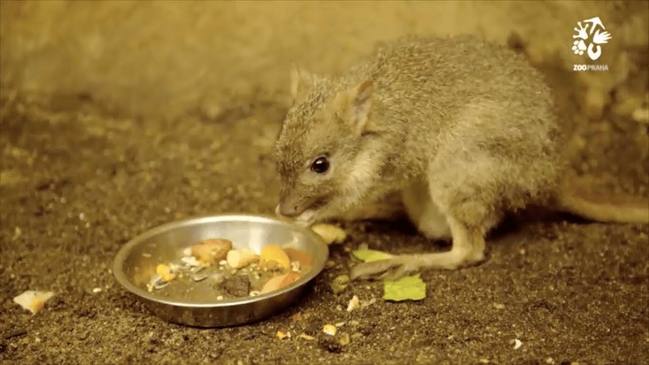 Zoo Praha: Klok&aacute;nek kr&aacute;l&iacute;kovit&yacute; je zdatn&yacute; zahradn&iacute;k