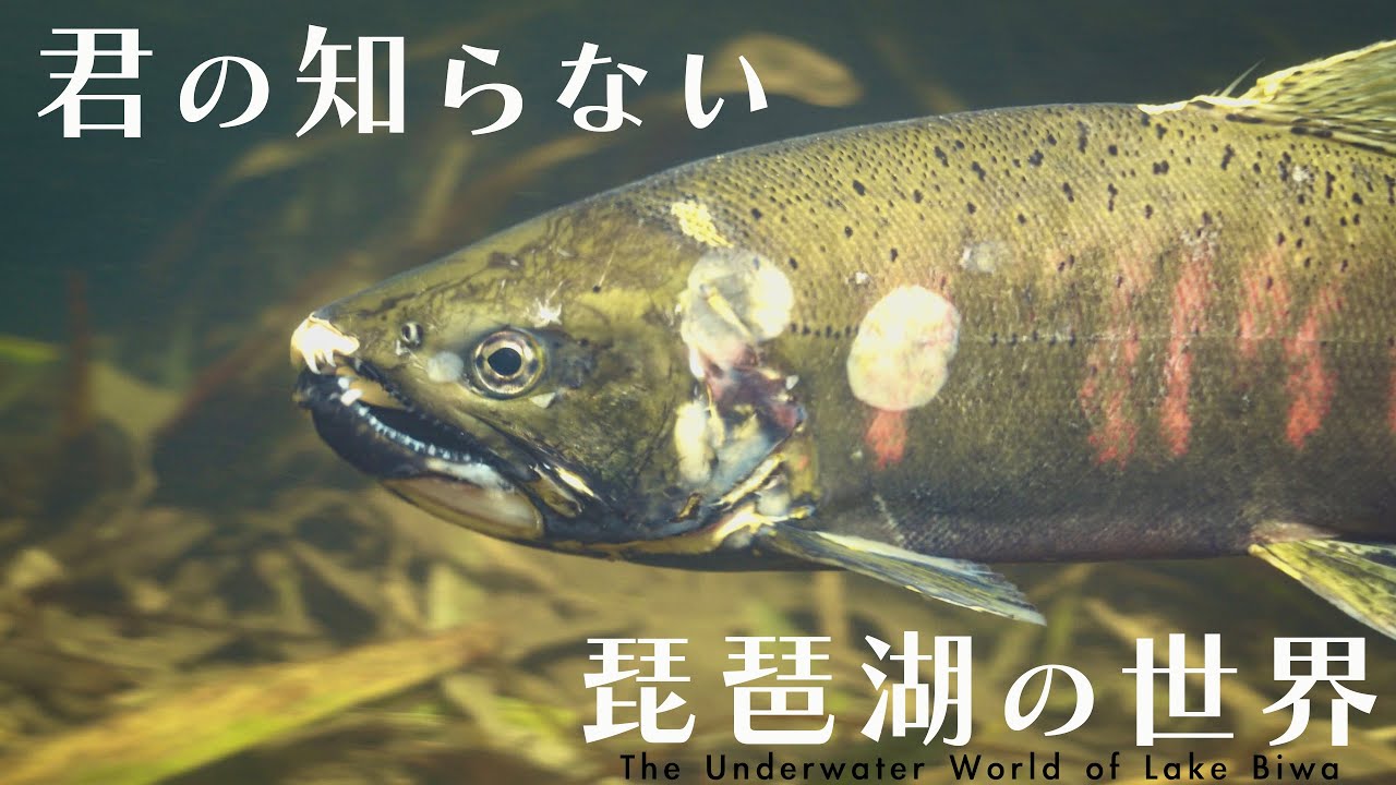 【水中映像】秋の琵琶湖4K 「君の知らない川の世界」/The Underwater World of Lake Biwa.