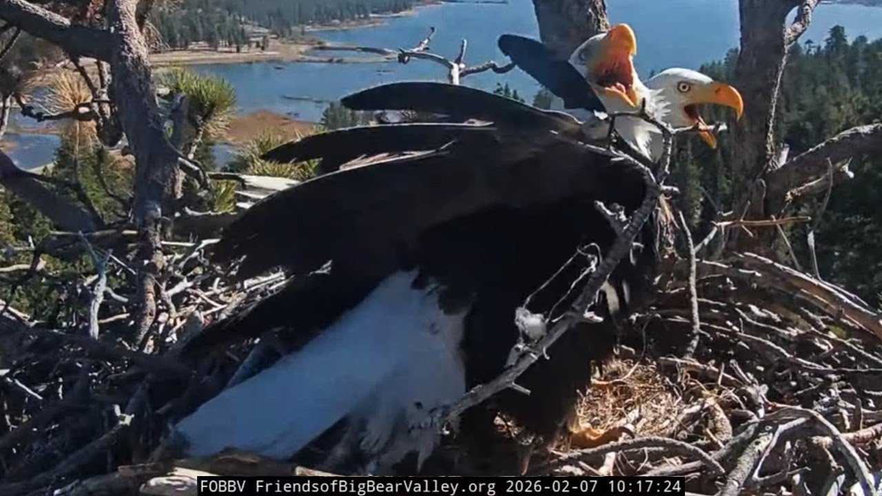 FOBBVCAM Eagles🦅Jackie and Shadow Defend⚔️ Nest and Territory from Multiple Intruders🚫2026 Feb 7