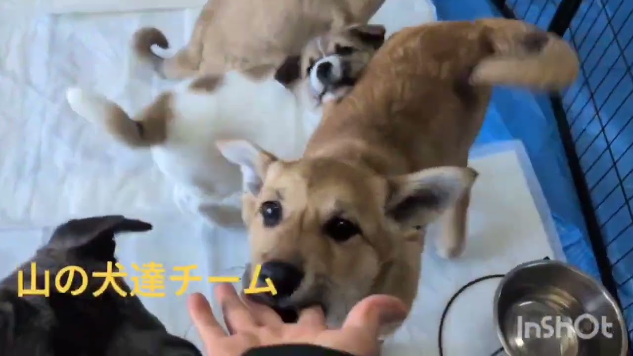 わんにゃん譲渡会、無事終了しました☘️