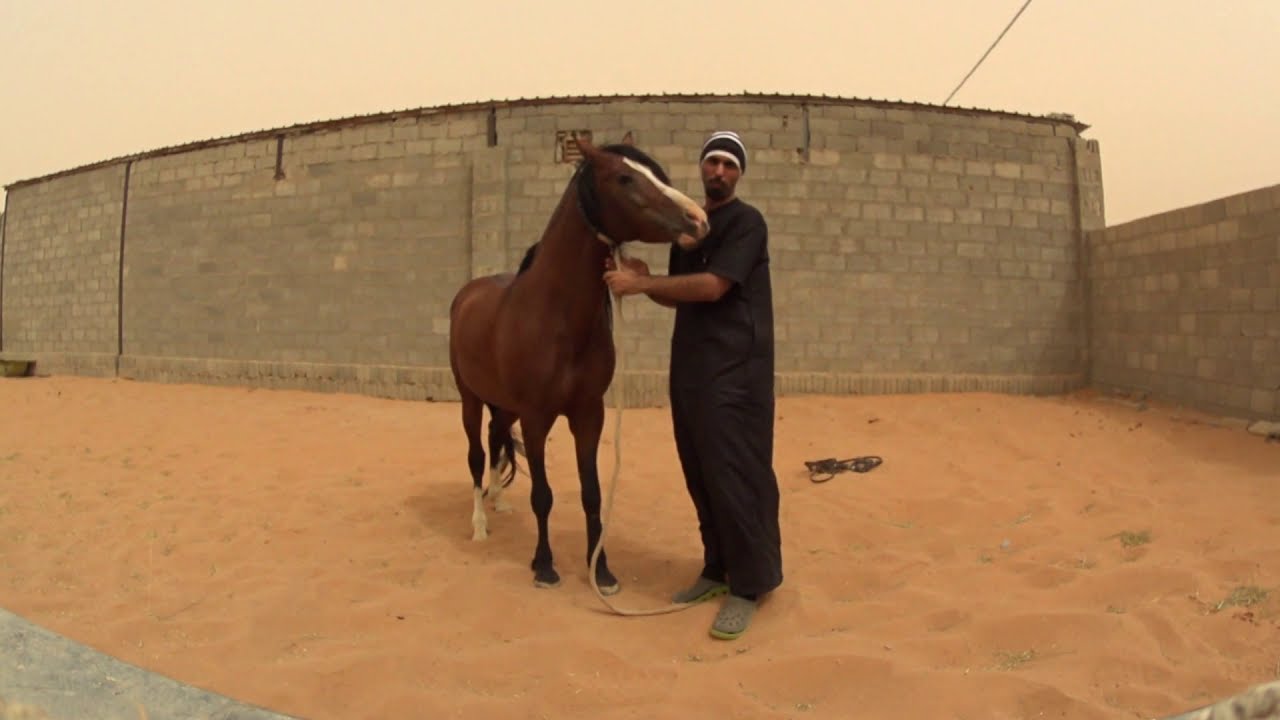 شرح عام للمبتدئين، تركيب الشكيمه ومسك الشعر قبل الركوب والفحجة أو رفض اللفات الضيقة - 1