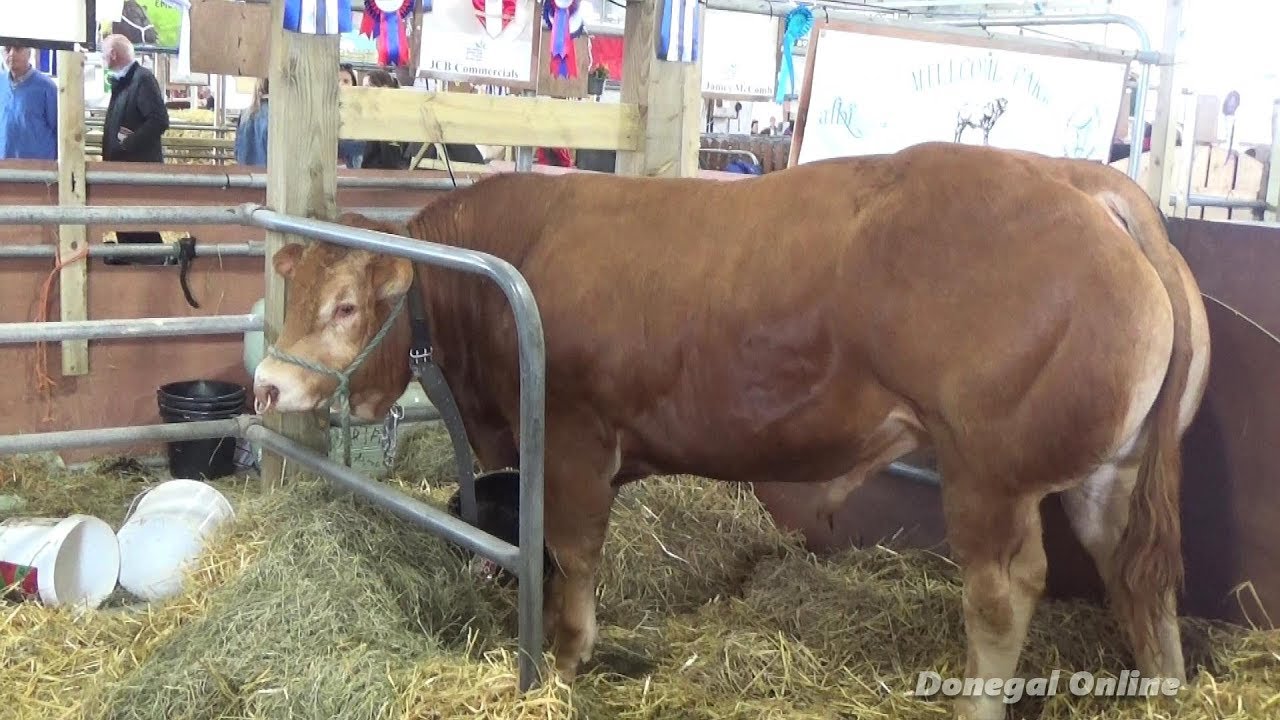 Balmoral Show 2019 Cattle