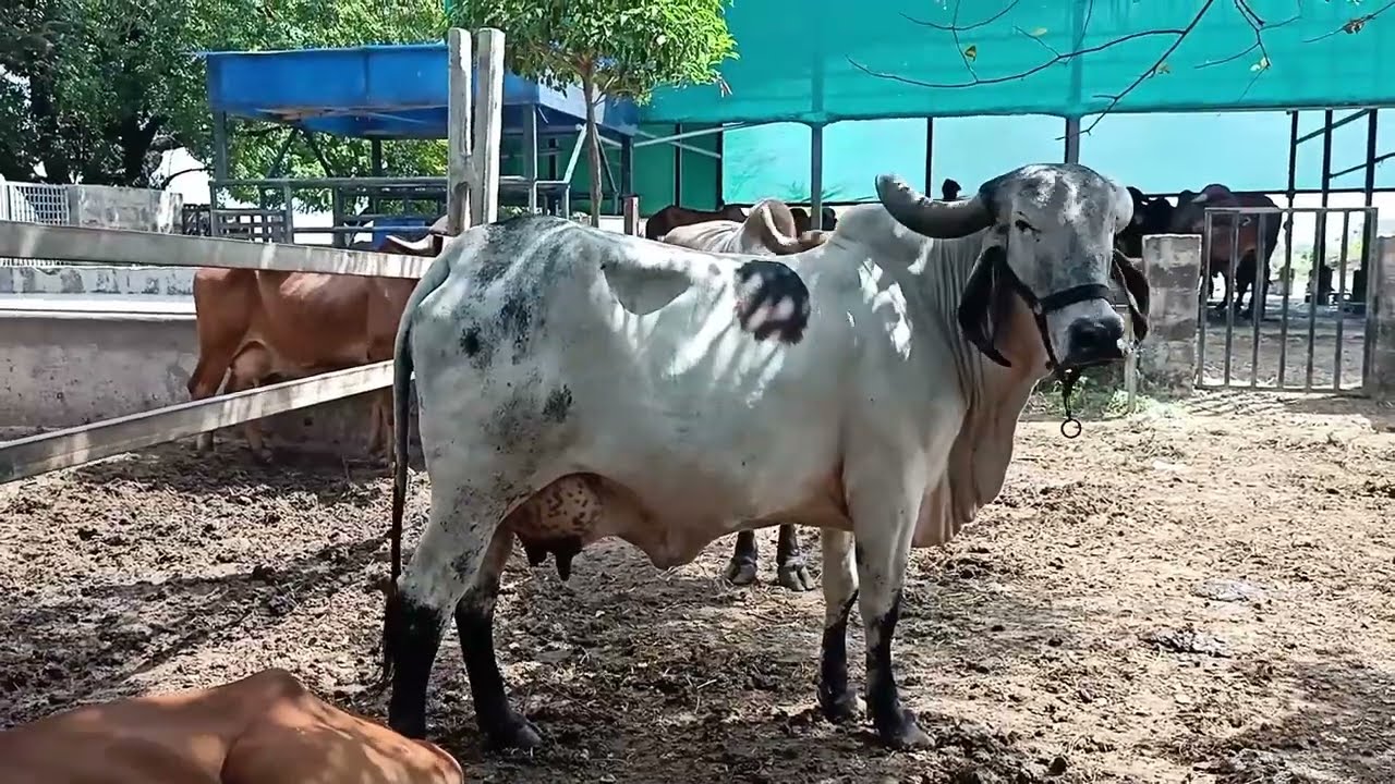 aamari gaosala ni gayu //-bhagirath gir gay farm,hathiyani#